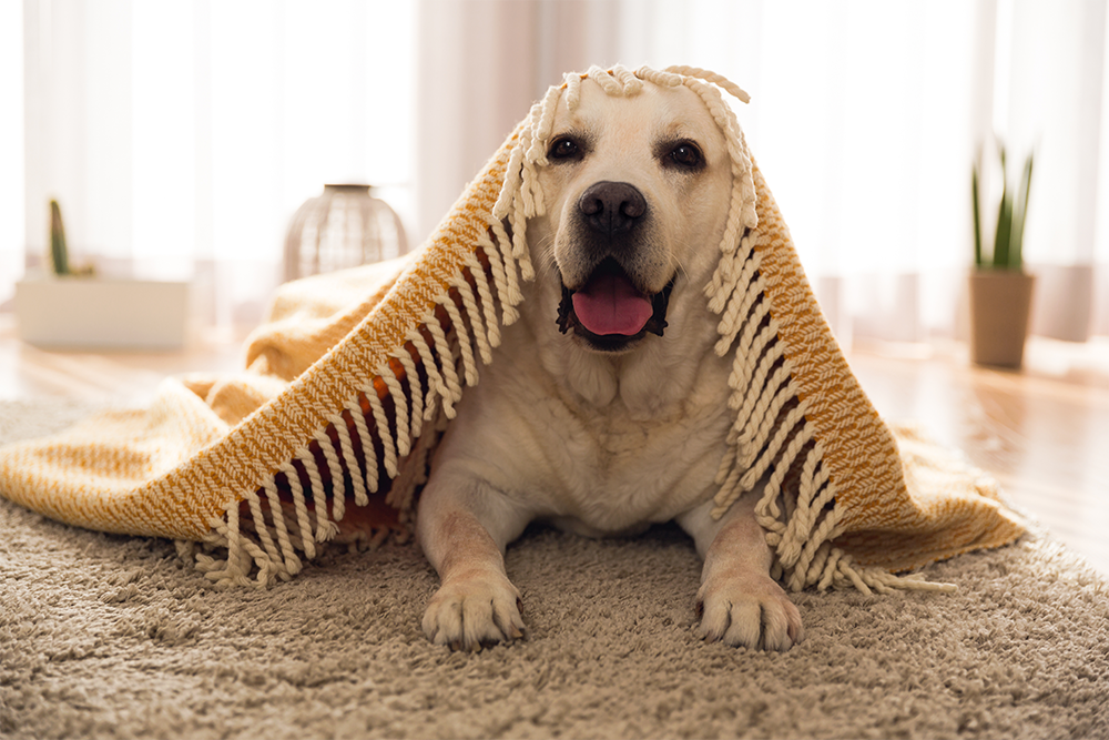 Dog under rug