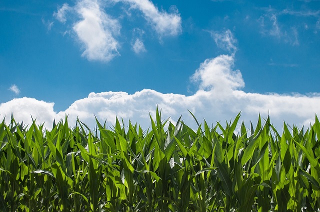 Corn Sweat: Feeling the Late Summer Heat?